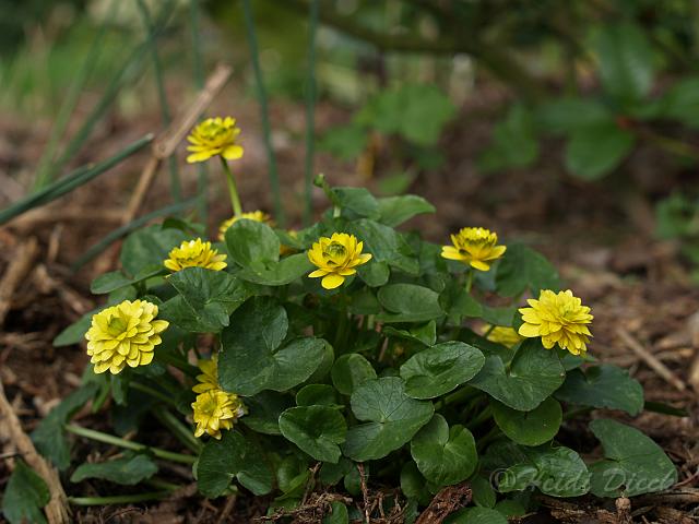 Ranunculus ficaria Pietmonds Double3.JPG